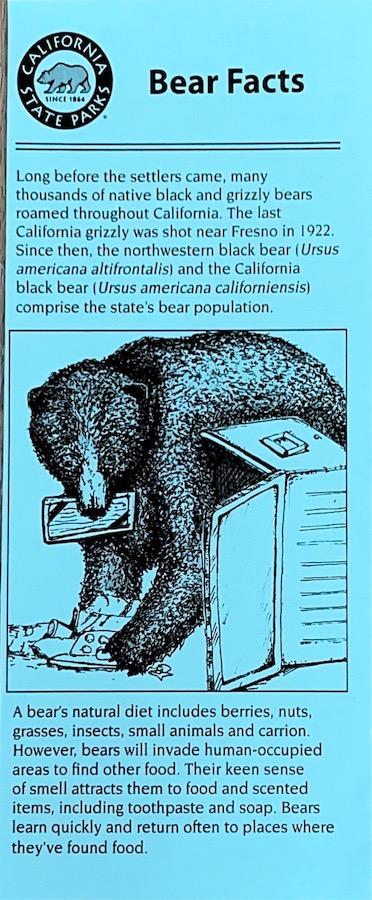 Bear facts: front