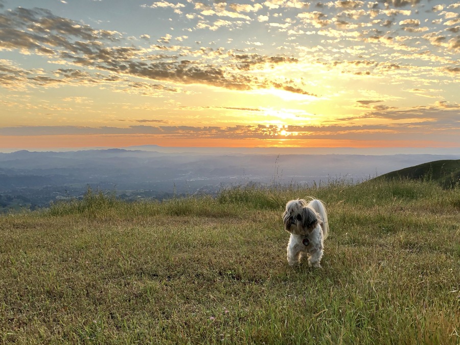 Bibo at one of our first camps: Mt. Diablo