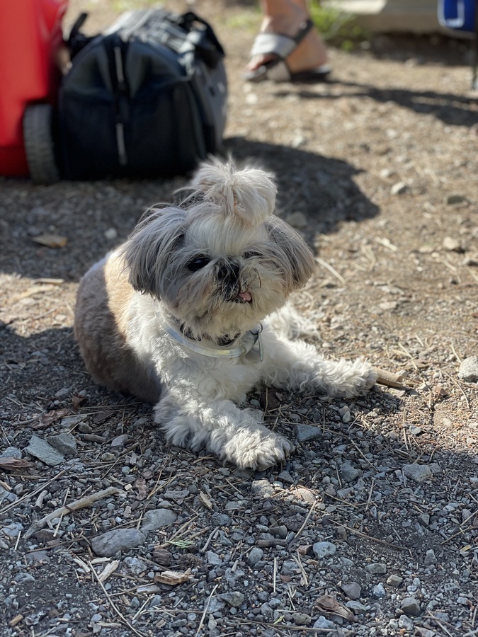 Bibo at Sardine Lake, enjoying the sun